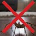 Diga adeus às aranhas com estas plantas lindas e repelentes