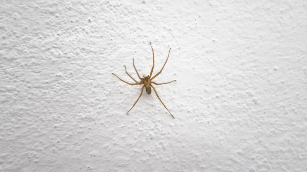 Essa técnica simples está acabando com as aranhas nas cozinhas