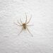 O que significa quando aranhas aparecem dentro de casa?