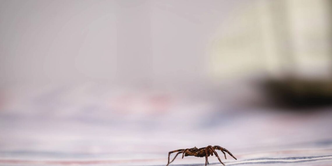 Essa técnica simples está acabando com as aranhas nas cozinhas