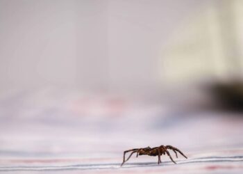 Essa técnica simples está acabando com as aranhas nas cozinhas