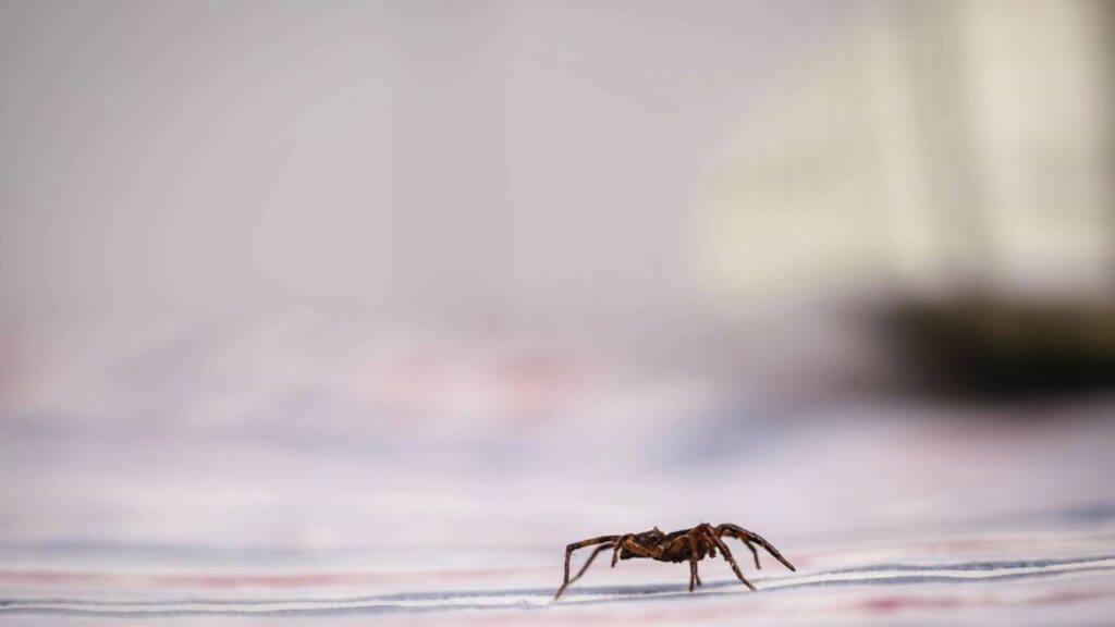 O que significa quando aranhas aparecem dentro de casa?