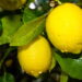 Como usar café no limoeiro para deixá-lo mais forte e cheio de frutos