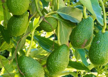 Com que frequência você deve regar um abacateiro para ter abacates grandes e cheios de sabor
