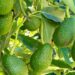 Com que frequência você deve regar um abacateiro para ter abacates grandes e cheios de sabor
