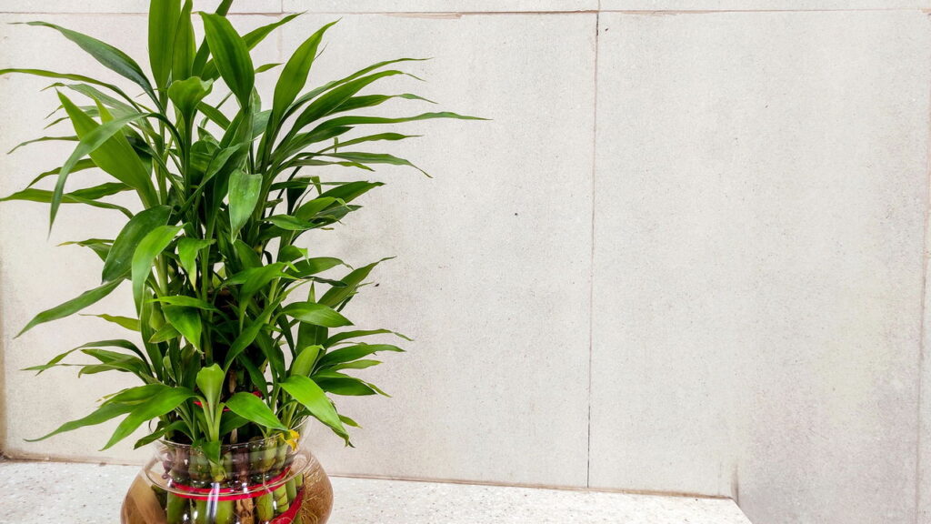 Plantas que atraem prosperidade para sua casa