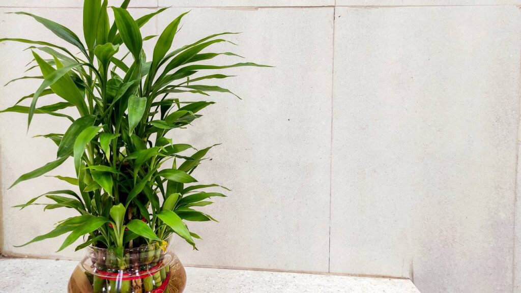 Estas plantas atraem sorte e boas energias para sua vida