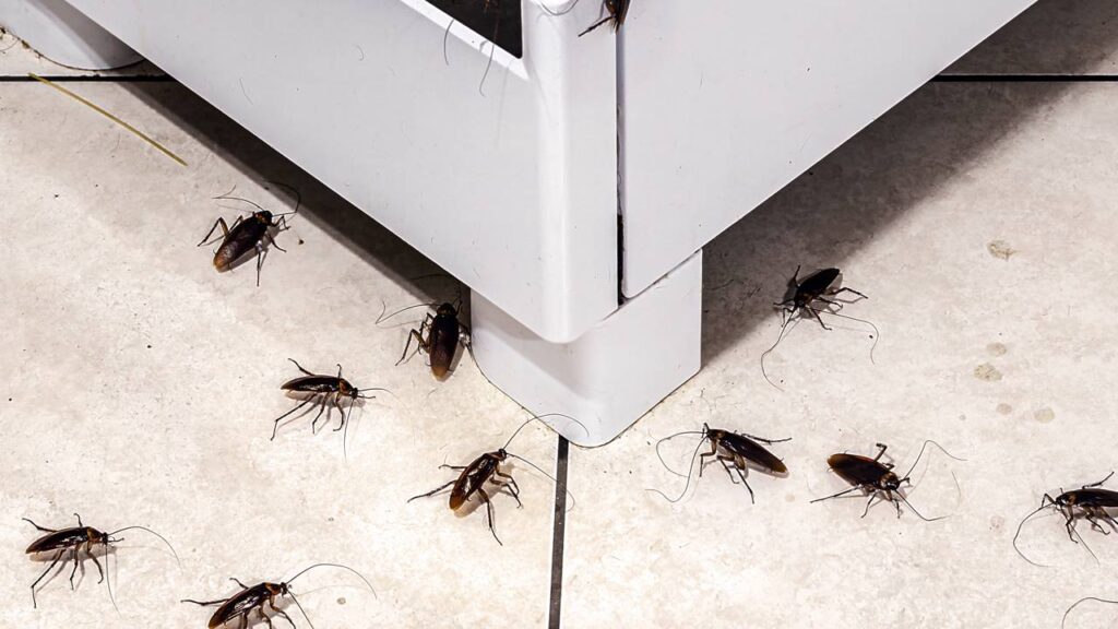 Os 3 erros mais comuns na limpeza que atraem infestações de baratas