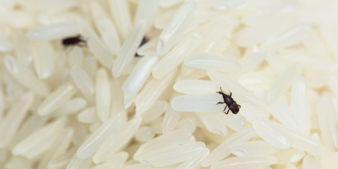 Bichinhos no arroz, o que são e como eliminá-los rapidamente