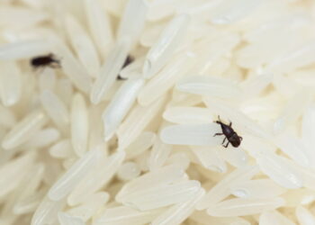 Bichinhos no arroz, o que são e como eliminá-los rapidamente