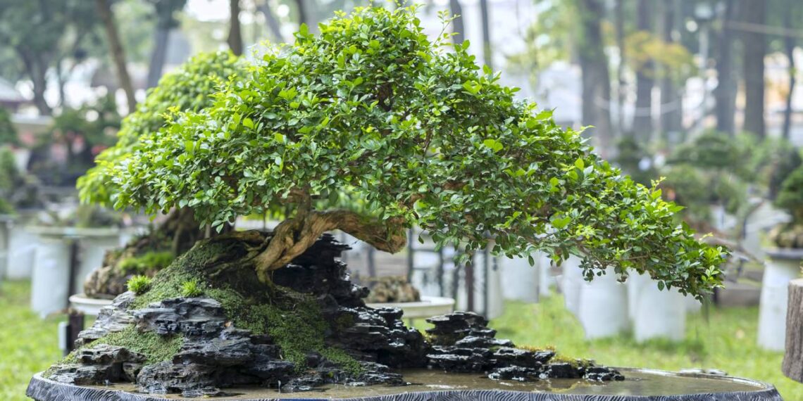 Planta ideal para capricornianos conseguirem sucesso e prosperidade