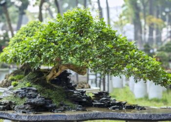 Planta ideal para capricornianos conseguirem sucesso e prosperidade