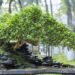 Planta ideal para capricornianos conseguirem sucesso e prosperidade