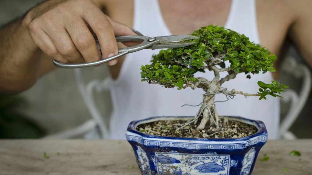 Planta ideal para capricornianos conseguirem sucesso e prosperidade