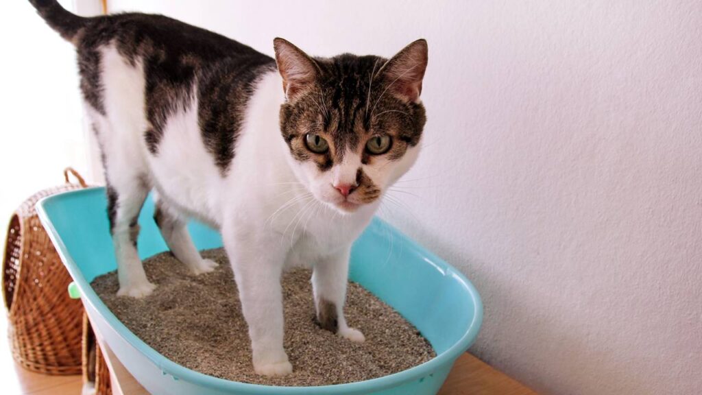 Erros que os donos cometem com a caixa de areia do gato, segundo especialistas