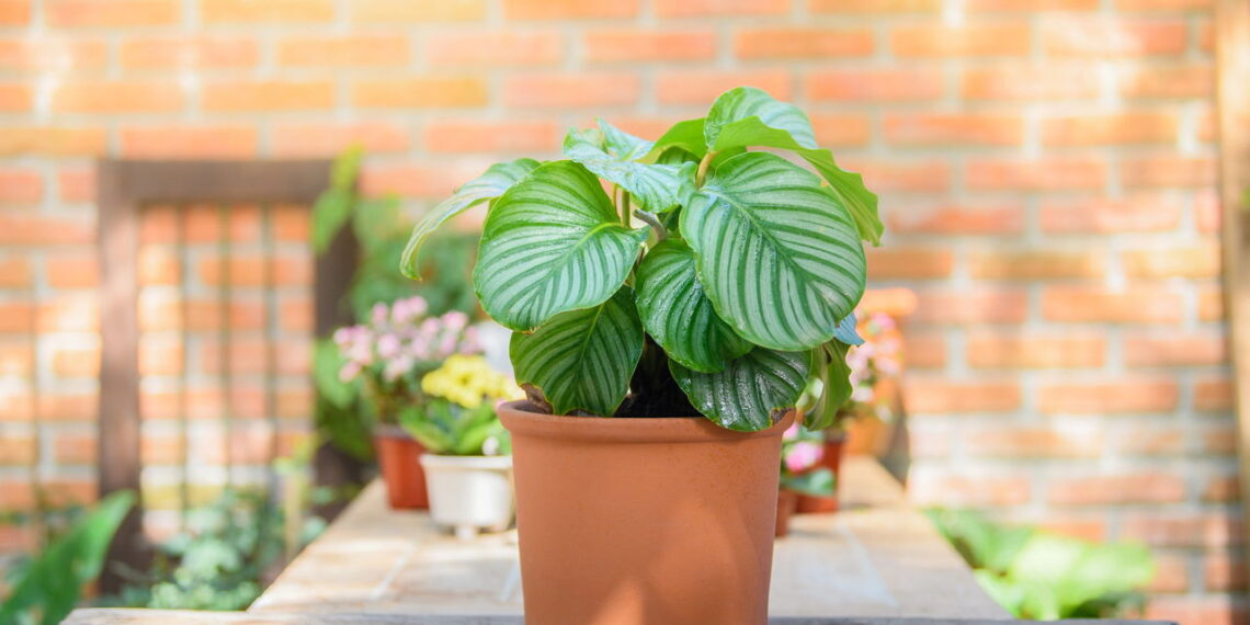 Nem só verdes, nem só flores: plantas que surpreendem pela cor e textura