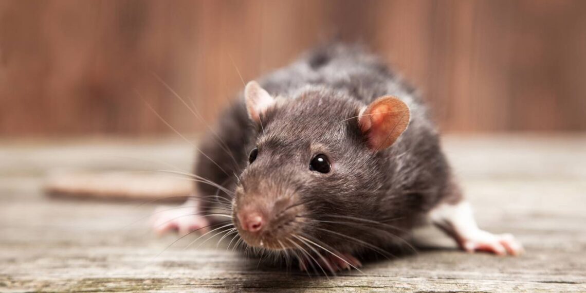 Uma maneira natural de lidar com camundongos e ratos: basta usar este tempero da cozinha