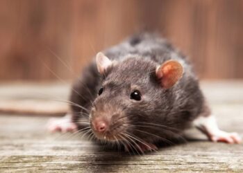Uma maneira natural de lidar com camundongos e ratos: basta usar este tempero da cozinha