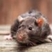 Uma maneira natural de lidar com camundongos e ratos: basta usar este tempero da cozinha