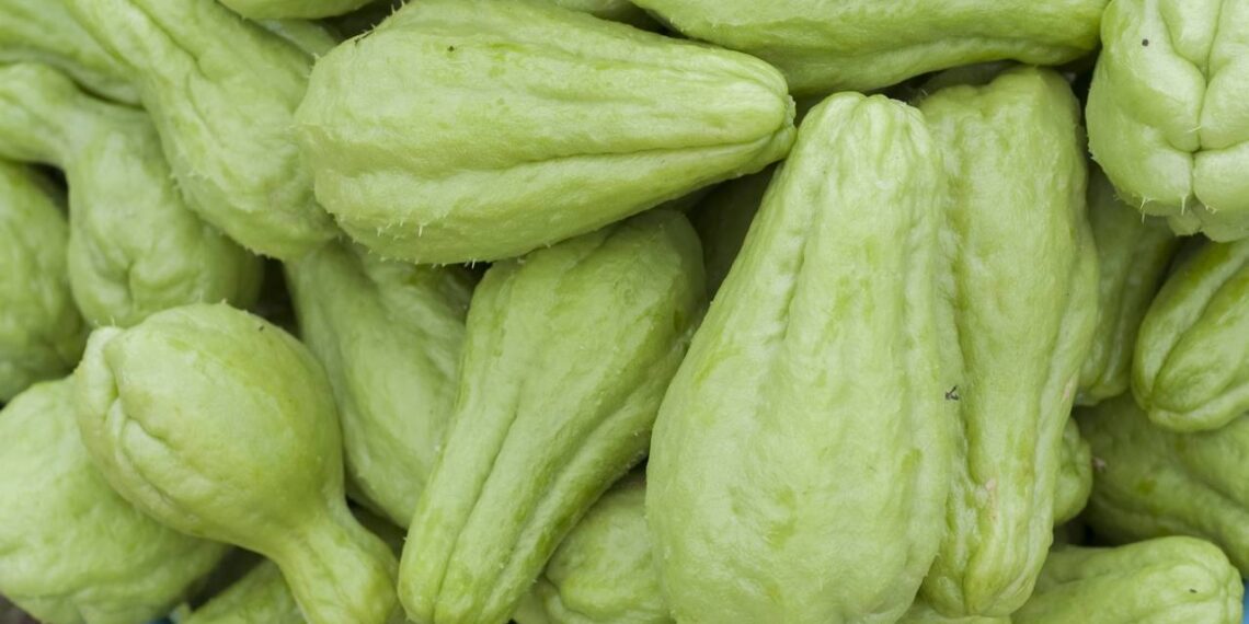 Dicas para conservar chuchu fresco e preparar pratos leves