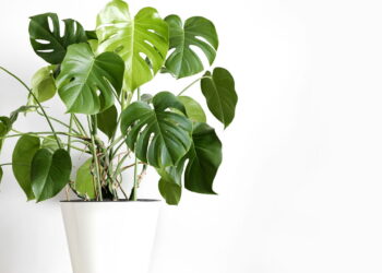 Essa é a planta mais elegante para se ter em casa