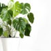 Essa é a planta mais elegante para se ter em casa