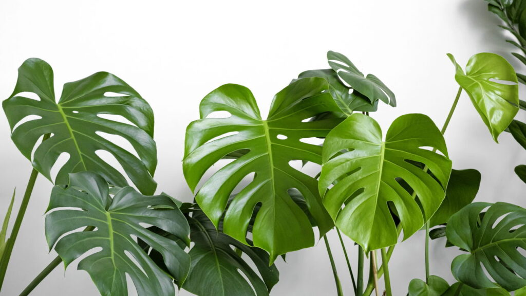 Essa é a planta mais elegante para se ter em casa