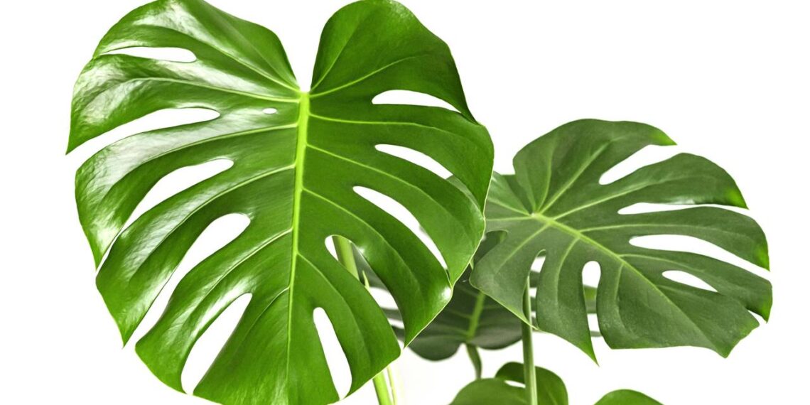 Conheça a planta ideal para o signo de Libra