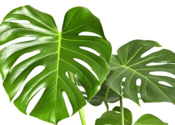 Conheça a planta ideal para o signo de Libra