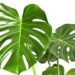 Conheça a planta ideal para o signo de Libra
