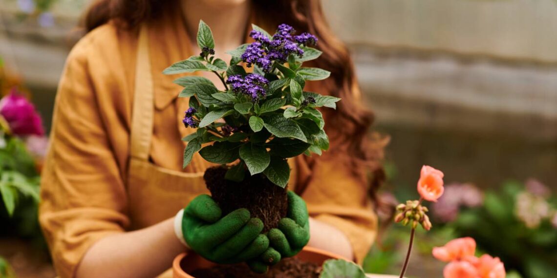Astrologia explica por que cuidar de plantas reduz o estresse