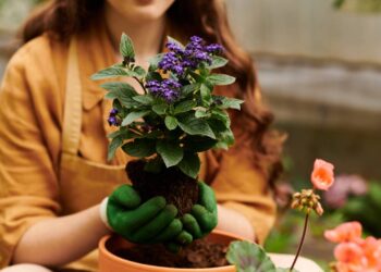 Astrologia explica por que cuidar de plantas reduz o estresse