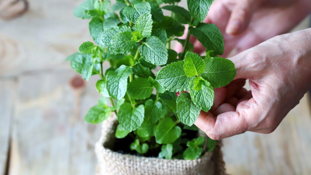 Plantas aromáticas afastam insetos e deixam a casa cheirosa