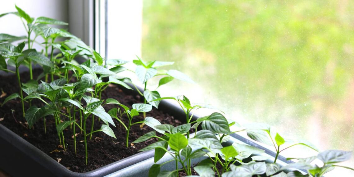 Aprenda a cultivar temperos em casa com vasos, sol e cuidados essenciais