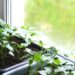 Aprenda a cultivar temperos em casa com vasos, sol e cuidados essenciais