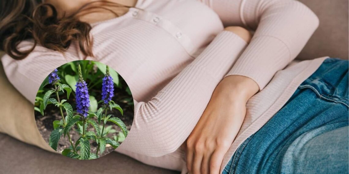 Esta planta é o melhor tônico natural para o estômago