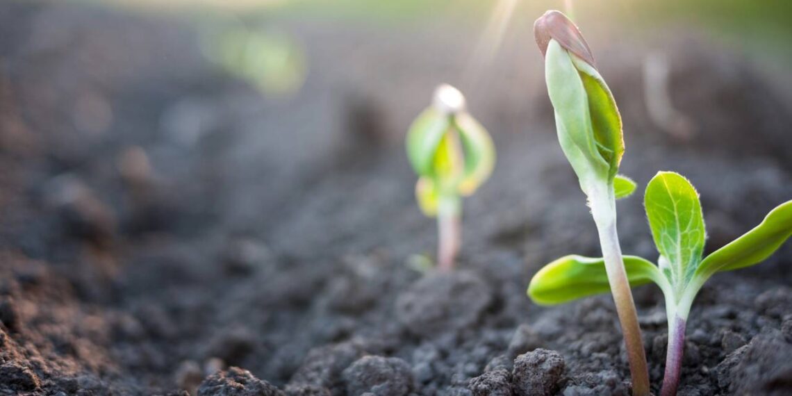O truque definitivo para enraizar suas plantas em poucos passos