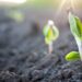 O truque definitivo para enraizar suas plantas em poucos passos