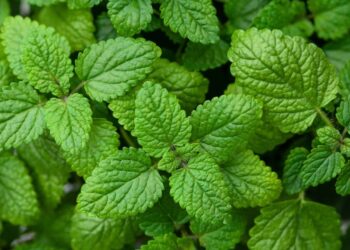 5 ervas medicinais que cuidam do corpo e da mente de forma natural