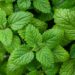 5 ervas medicinais que cuidam do corpo e da mente de forma natural