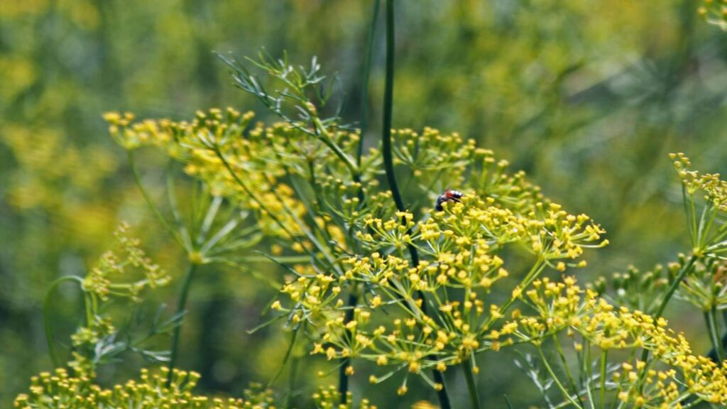 Plantas que eliminam mosquitinhos da cozinha de forma natural