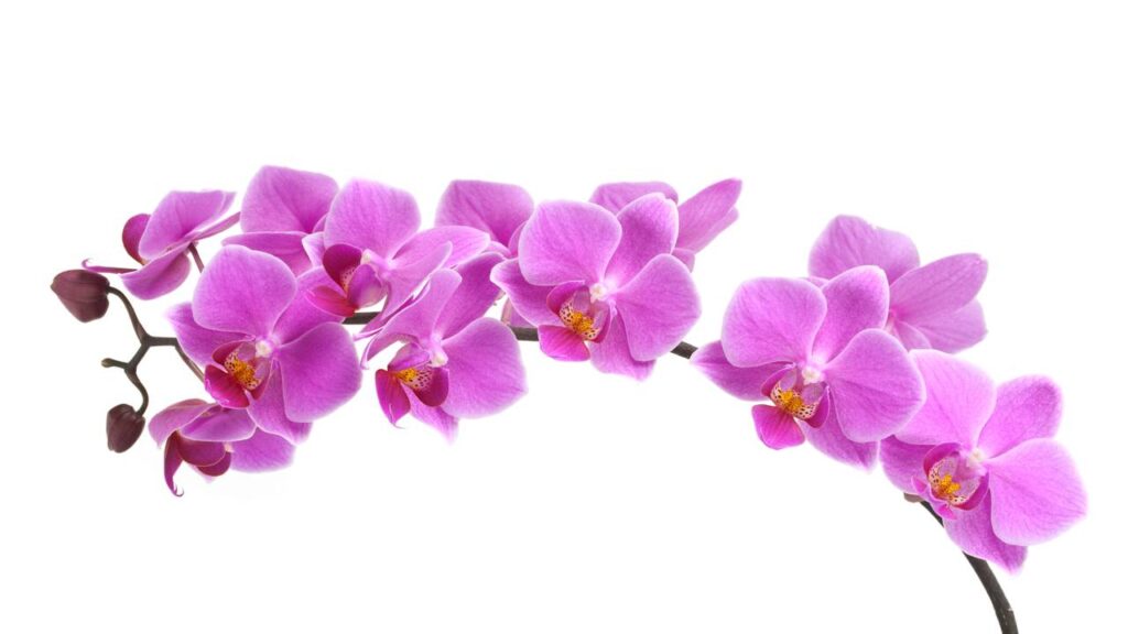 Flor secreta que potencializa a energia de Escorpião