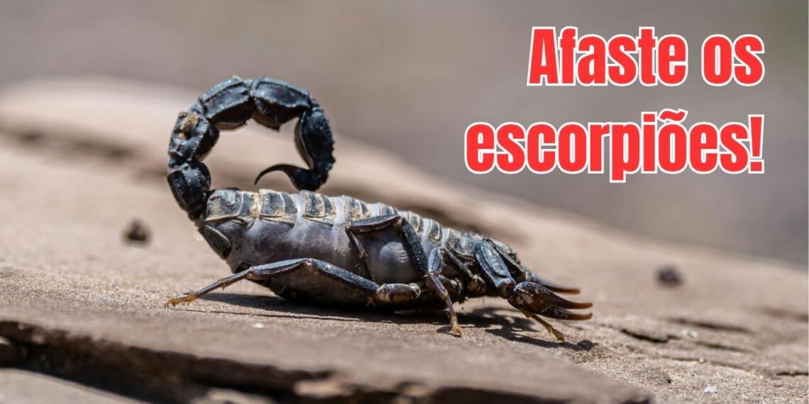 Como proteger crianças e quintais com o crescimento dos escorpiões nas áreas urbanas