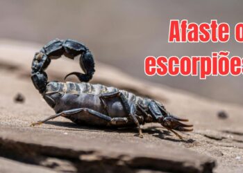 Como proteger crianças e quintais com o crescimento dos escorpiões nas áreas urbanas