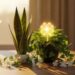 As 4 plantas que mais atraem sorte para seu lar (eu tenho todas)