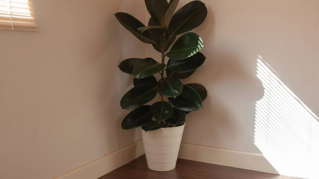 Espécies resistentes para decorar escritórios com charme natural