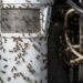 O truque apara eliminar os mosquitinhos do filtro da geladeira