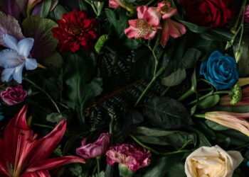 Qual flor o signo escorpião deve cultivar no mês do seu aniversário