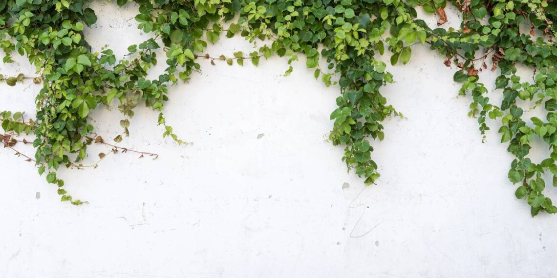 A planta barata que transforma suas varandas em ambientes de luxo
