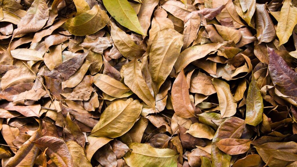Sem fertilizantes, sem adubo: este é o segredo das plantas mais verdes
